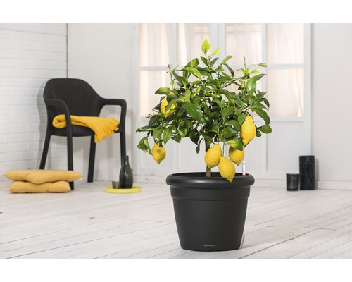 Lechuza Rustico Color kunststof bloempot, Ø 35 cm, H 32 cm, zwart, inclusief zelfbewateringssysteem