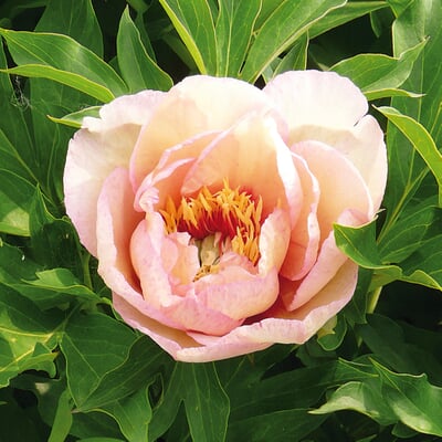 Pfingstrose 'Callies Memory'