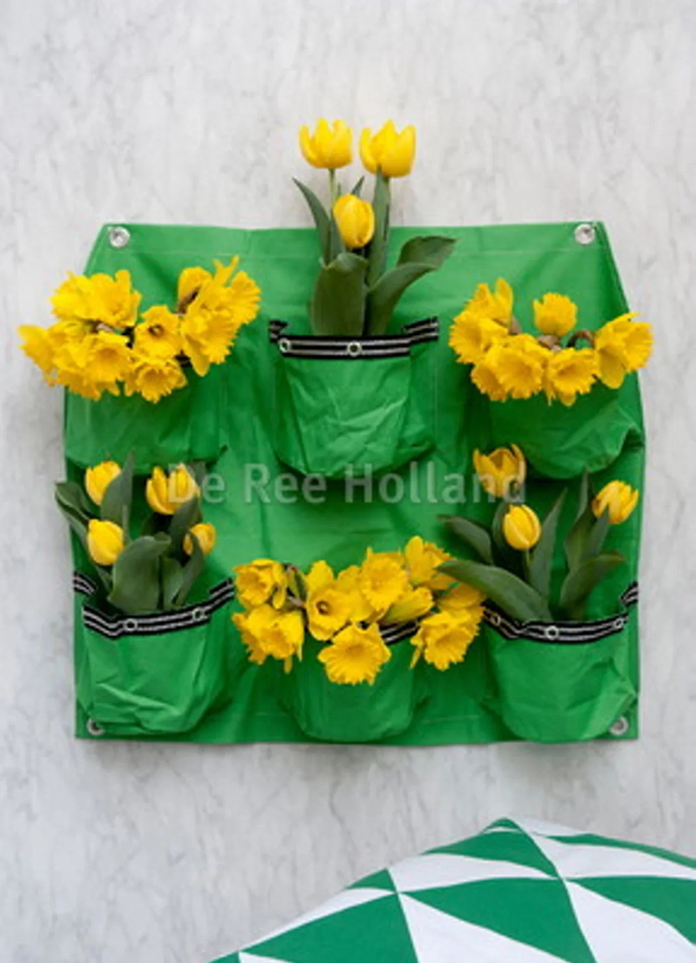 Narcissus pseudonarcissus 'Dutch Master' Påskelilje 'Dutch Master'