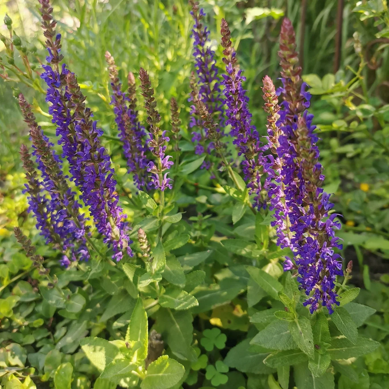 Salvia nemorosa 'Compact Blue' Steppesalvie 'Compact Blue' Ø17 cm