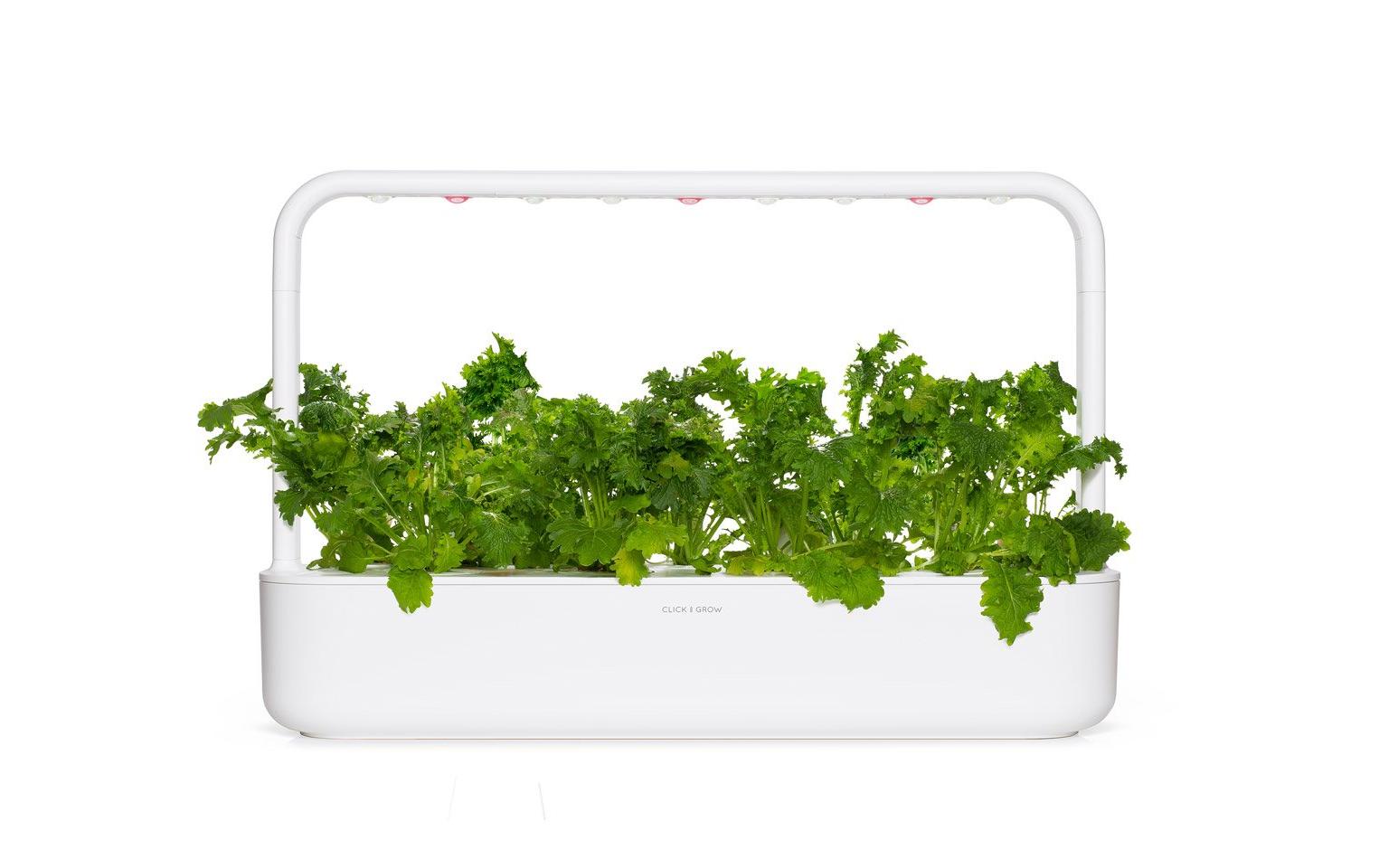 Samen Wasabi-Senf 3er-PackNachfüllpackung zum Smart Herb Garden