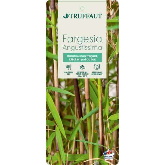 Bambou non-traçant fargesia angustissima - pot de 5 L