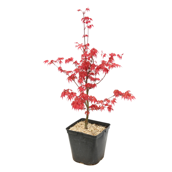 Acer palmatum 