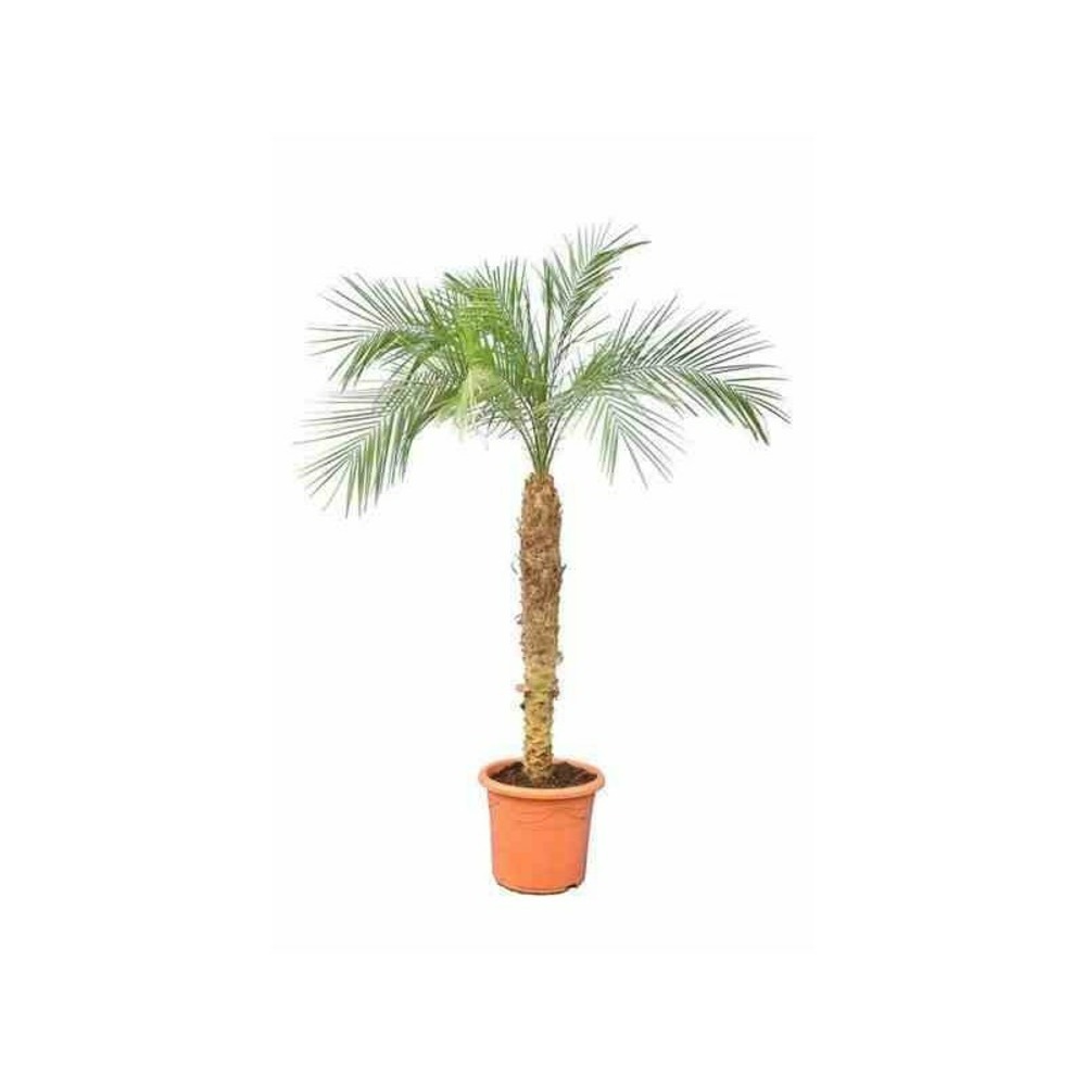 Phoenix roebelenii (dattier du laos, palmier dattier nain) taille 40 litres - tronc 50/60cm - total 120/140 cm