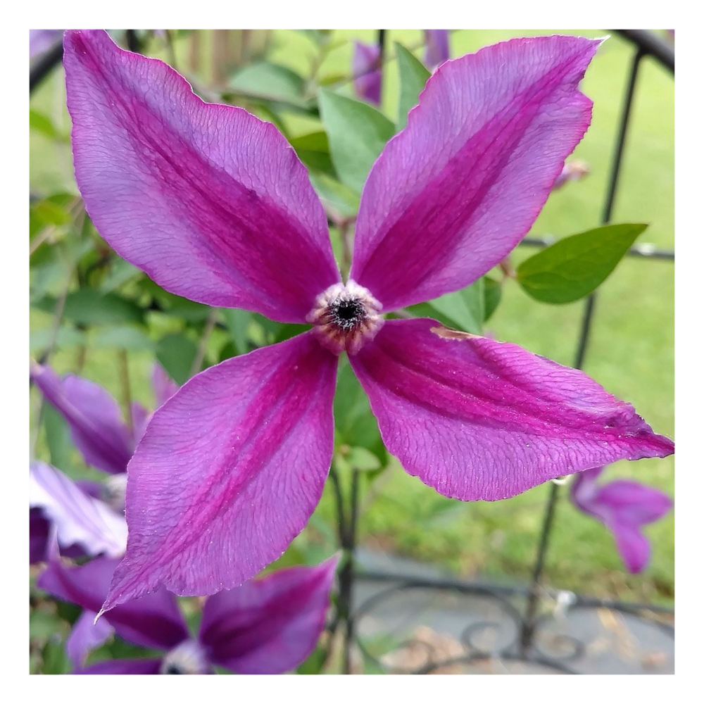 Clématite integrifolia pink delight/clematis integrifolia pink delight[-]pot de 3l - 60/120 cm