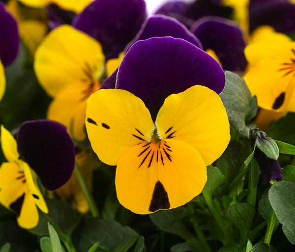 Hornveilchen in Schale, verschiedene Farben