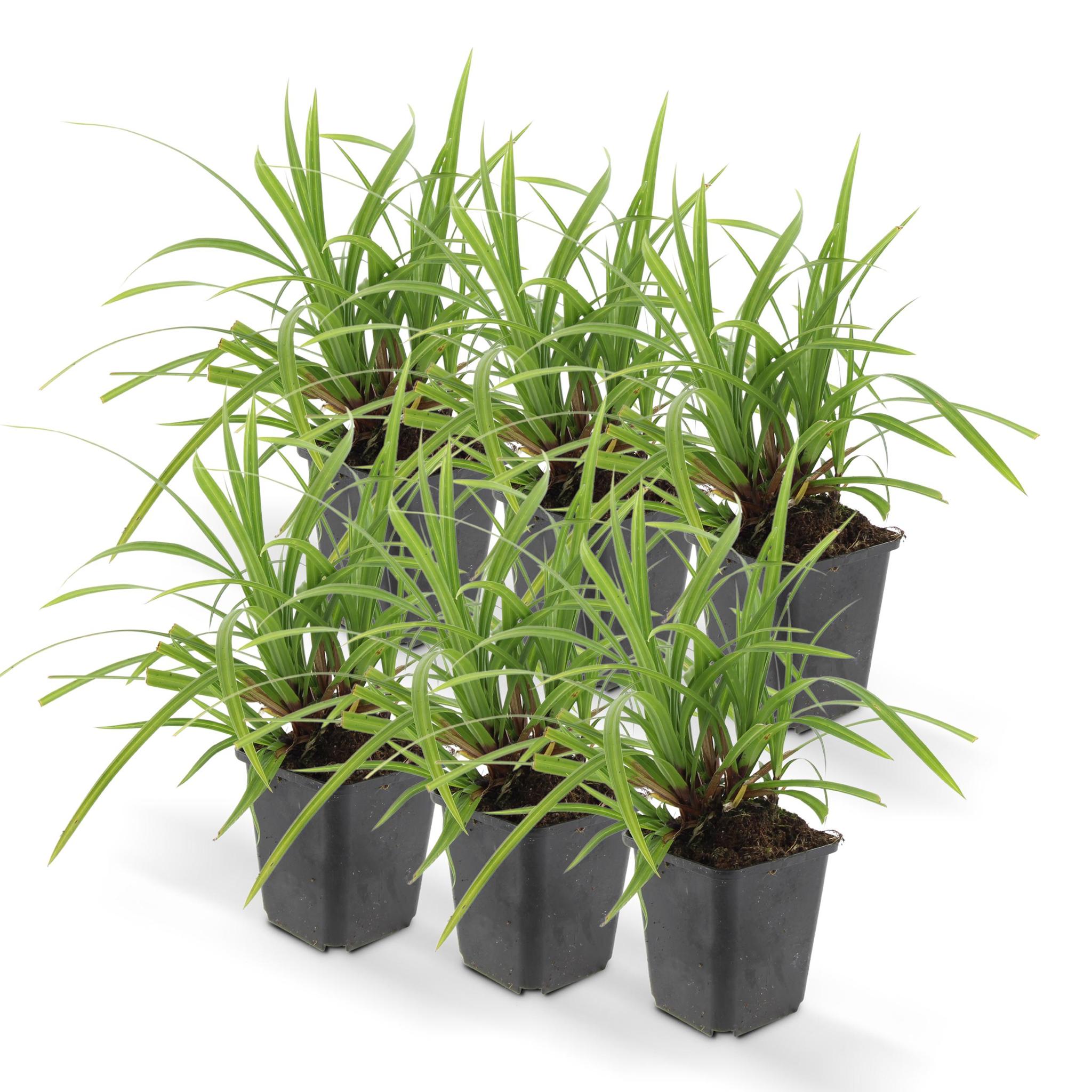 Carex morrowii 'irish green' - lot de 6
