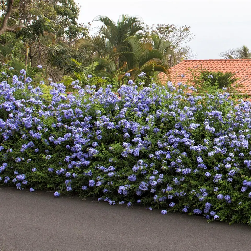 Mannentrouw - Set van 3 - Plumbago auriculata - Hoogte 25-40cm - ⌀9cm