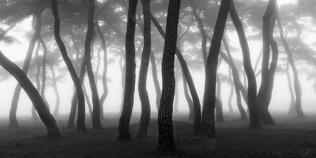 Pine Forest III by Nathaniel Merz - Limited Edition. Edition of: 100. Signed.