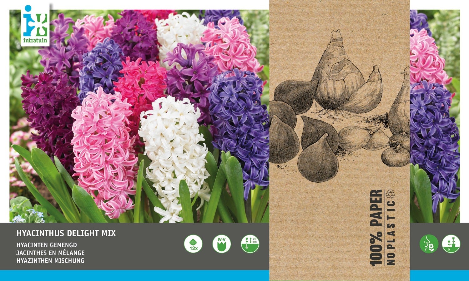 Intratuin bloembollen Hyacint (Hyacinthus 'Delight') gemengd 12 stuks
