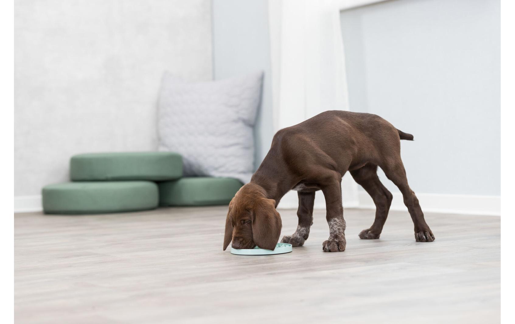 Junior Schleckplatte, Ø 21 cm, MintFuttermatte für Hundewelpen