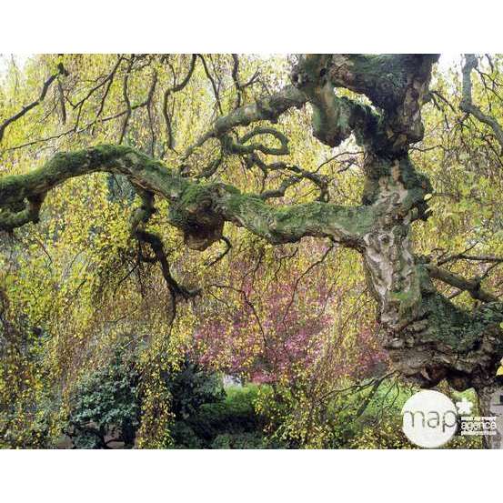 Betula verrucosa ' Youngii ' : 1/2 tige circonférence 8/10 cm H 150 cm