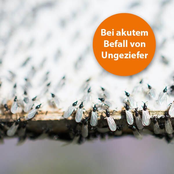 ARDAP® Ungeziefer-Konzentrat