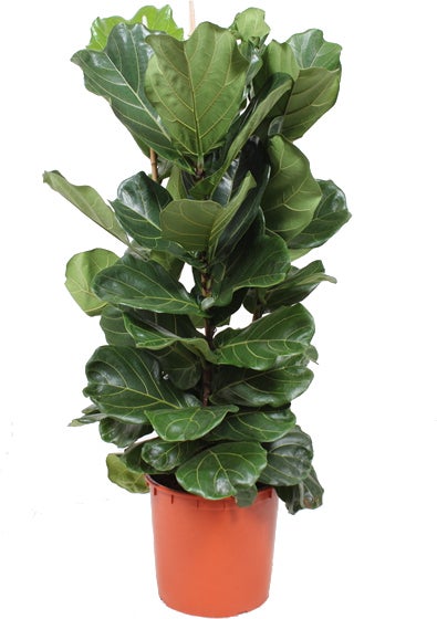 Vioolbladplant (Ficus lyrata) D 34 H 140 cm
