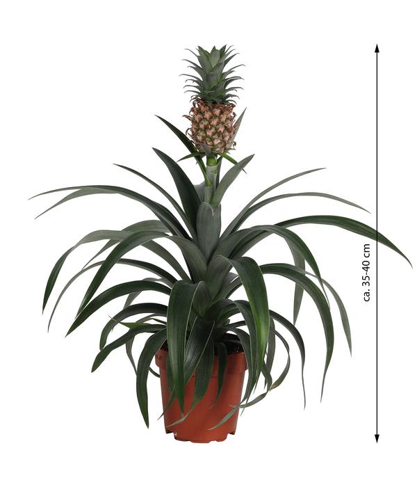 Ananaspflanze - Ananas comosus