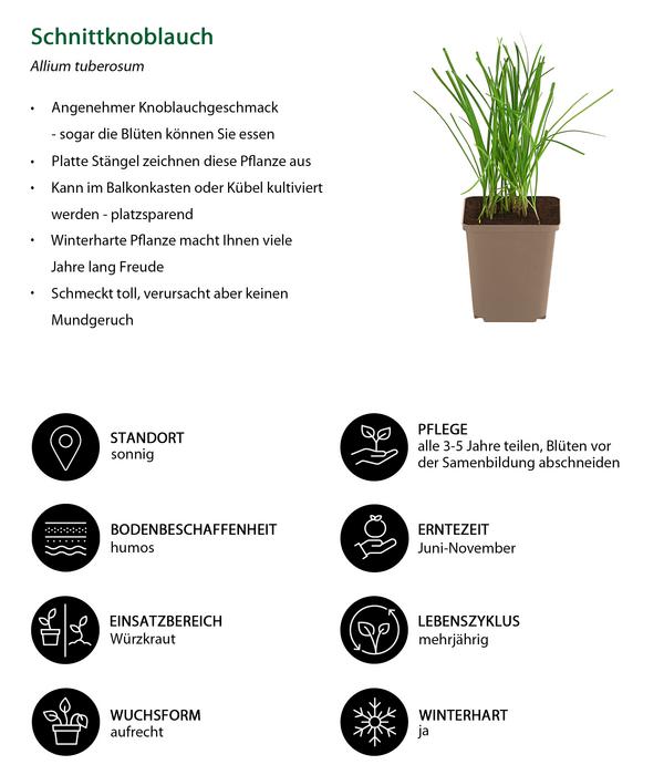 Schnittknoblauch