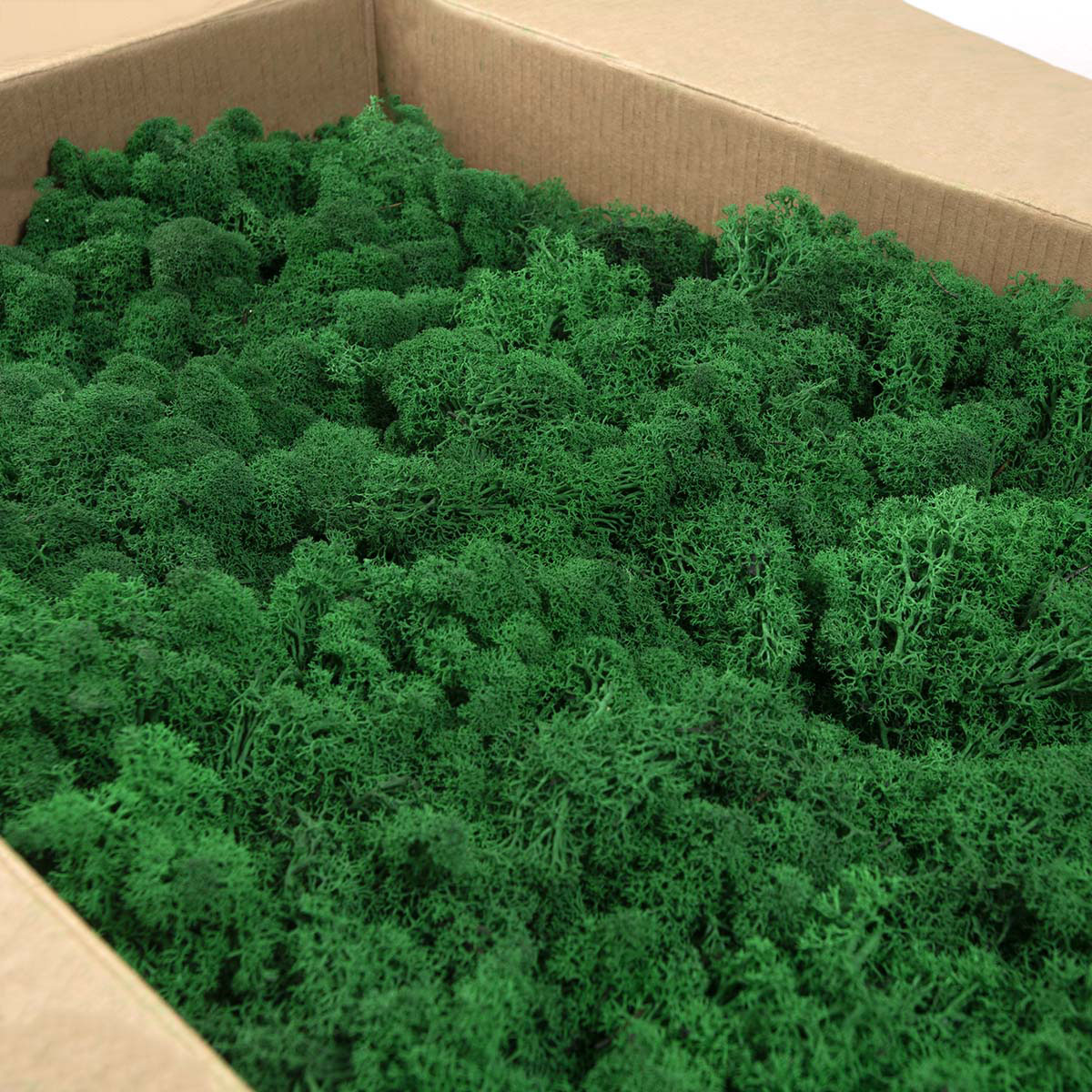 Lic/4078 lichen stabilisée vert d'herbe box 4 kg