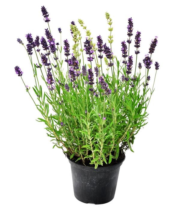 Bayern-Lavendel