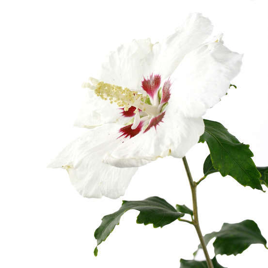 Hibiscus syriacus : ctr 4 litres