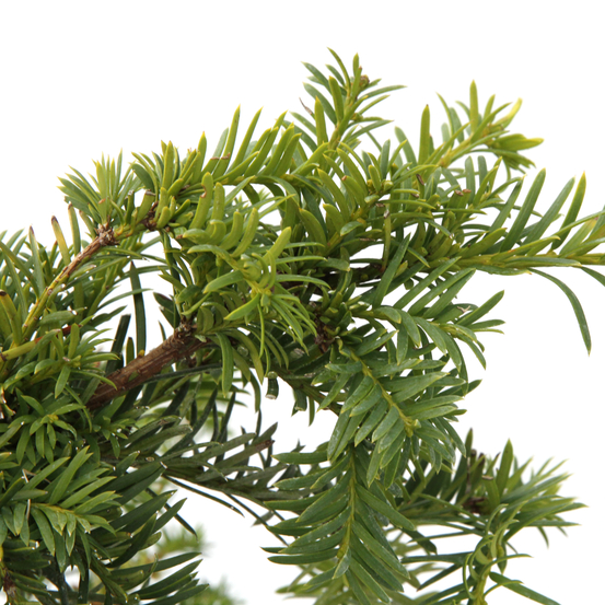 Taxus baccata Repandens Aurea H : 30/40 cm, ctr 4L