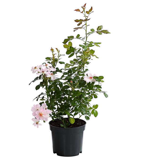Bodendeckerrose 'Cityflor®', verschiedene