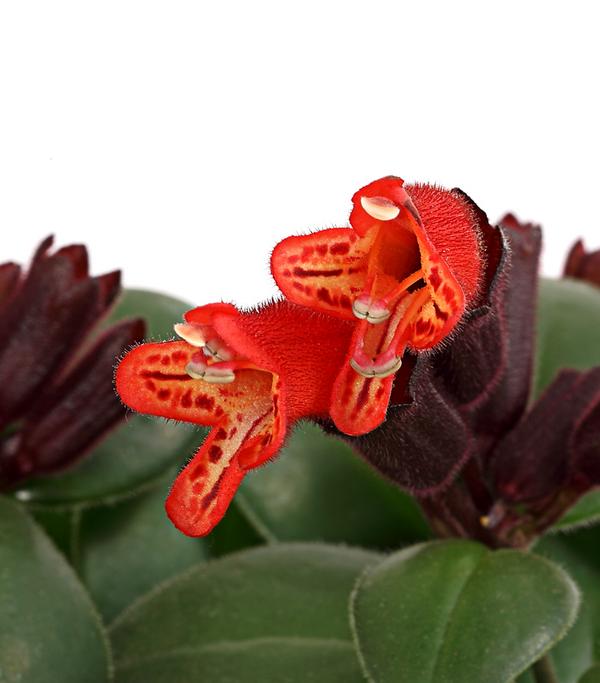 Schamblume - Aeschynanthus radicans 'Mona