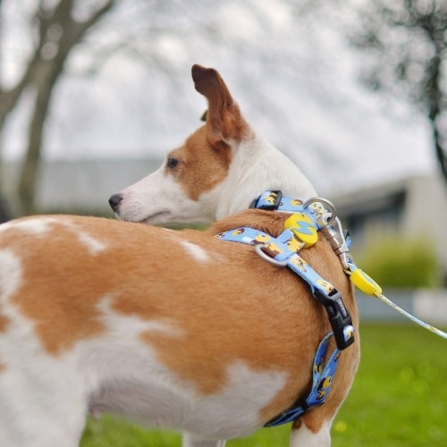 Coleira para cães com estampa de abelha, multicolorida
