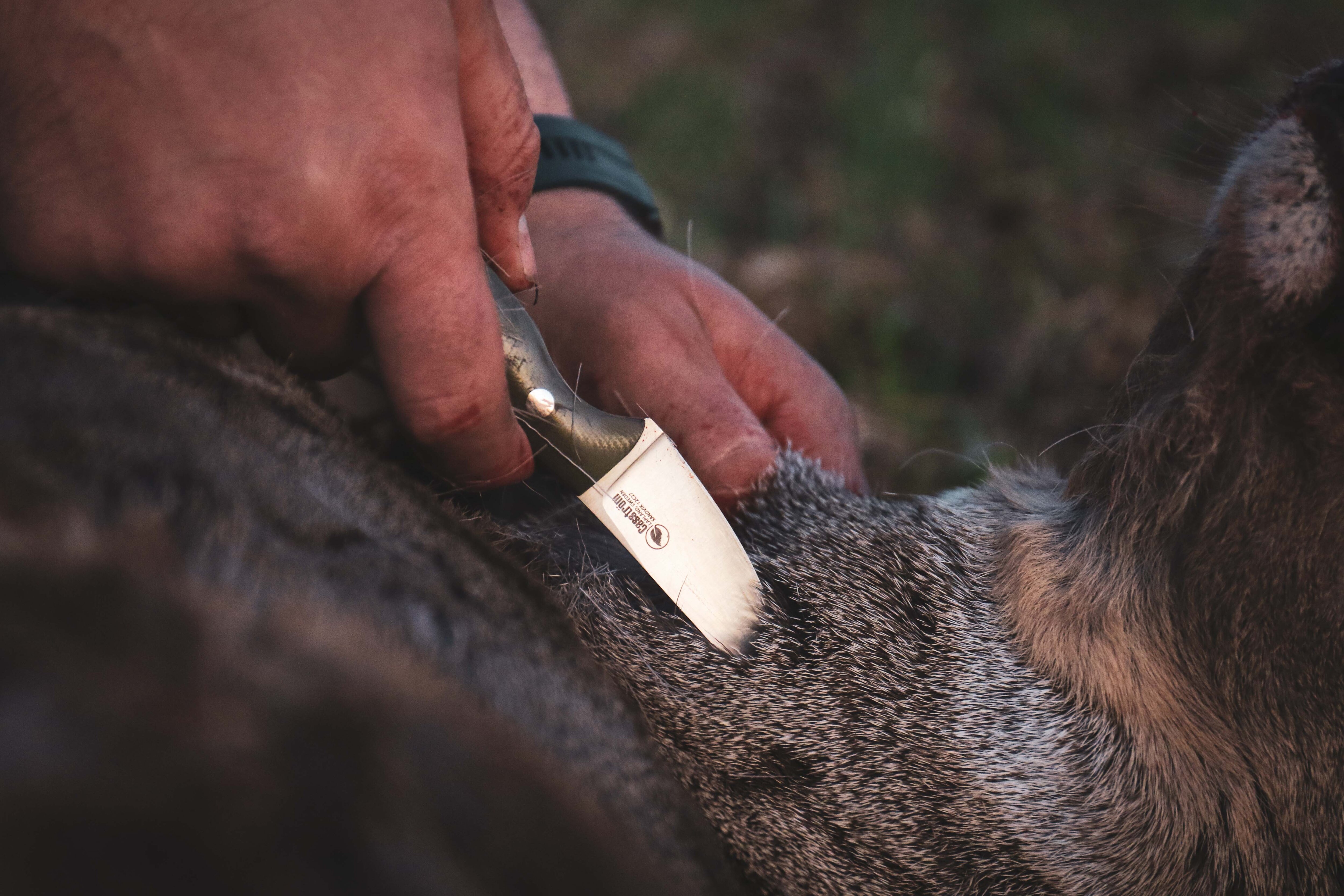 Casström Safari Mini-Hunter, Curly birch<br>Kompakt kniv på 90g til jakta