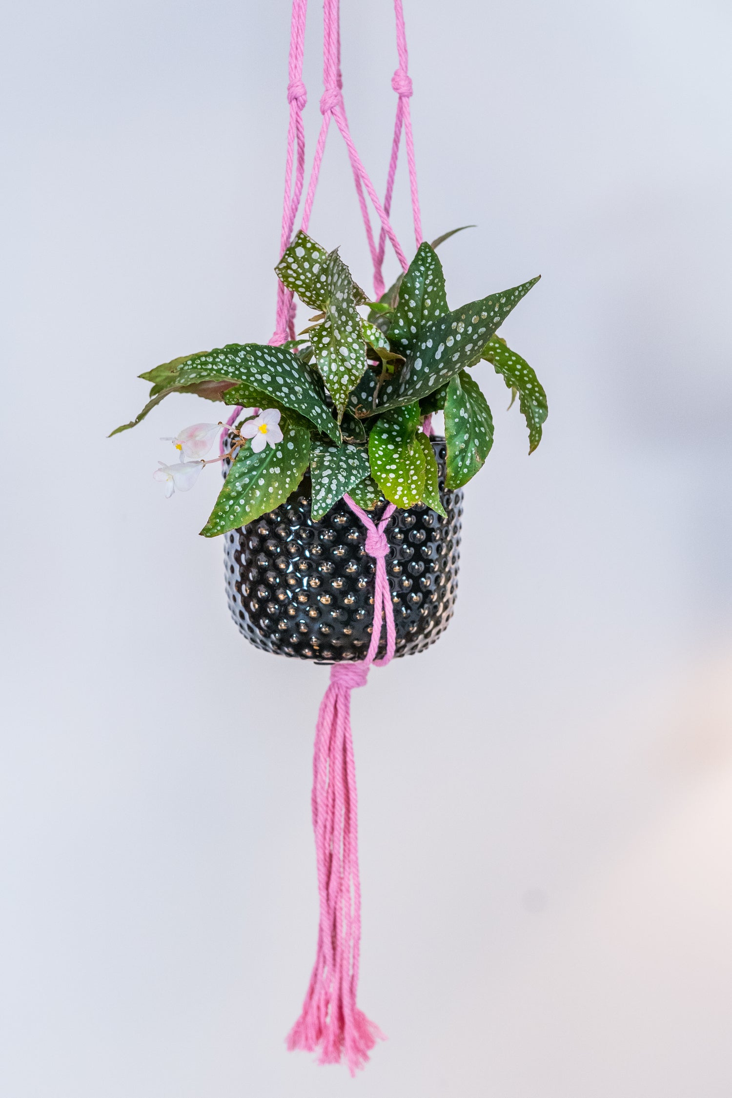TS plantenhanger macramé roze H 90 cm