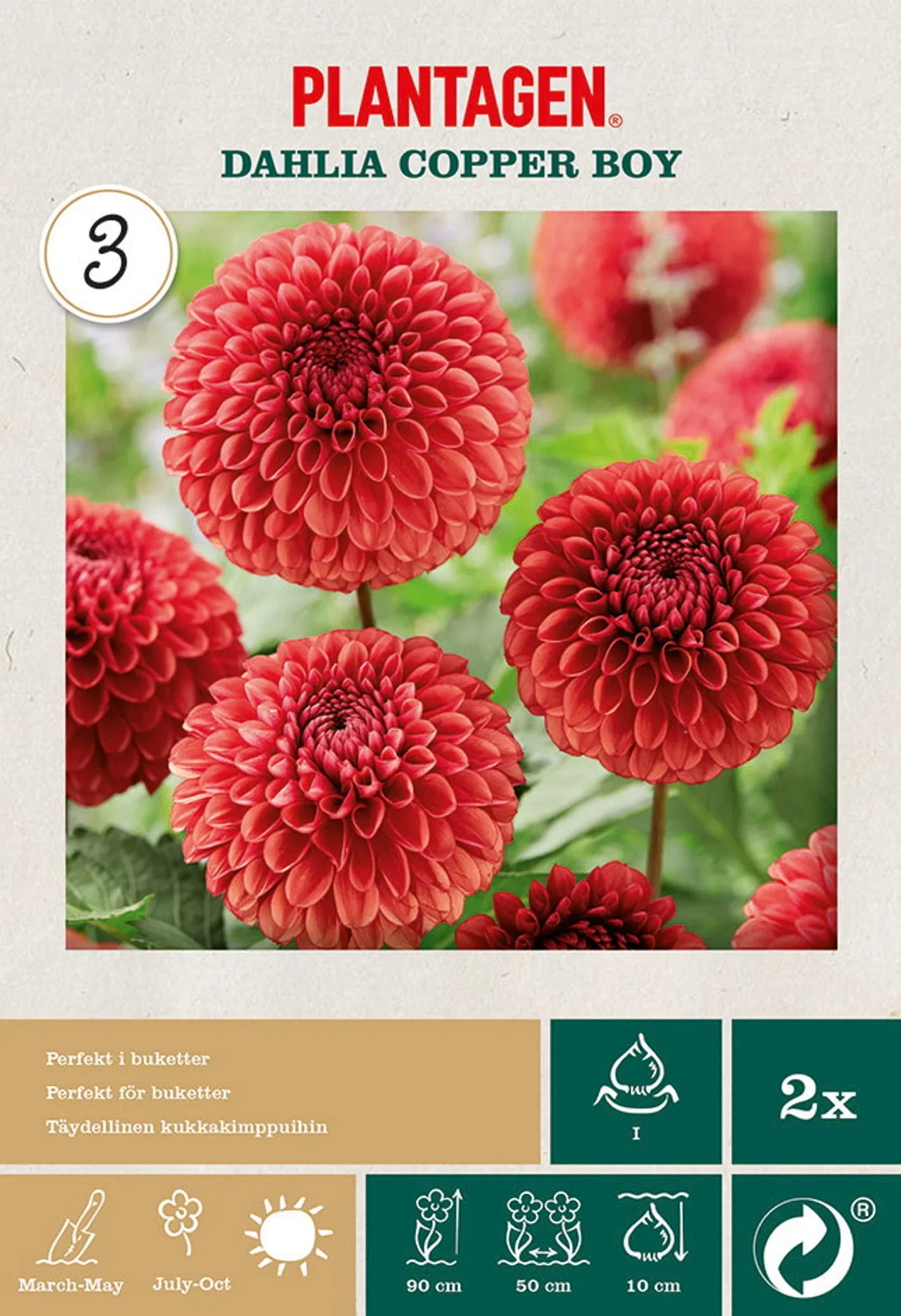 Dahlia x pinnta (Pompon Group) 'Copper Boy' Georgine 'Copper Boy'