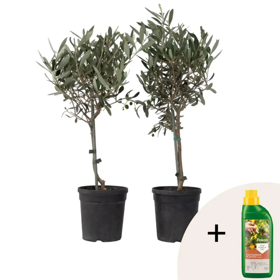 Olijfboom - Set van 2 - Olea europaea - Hoogte 50-60cm - ⌀14cm