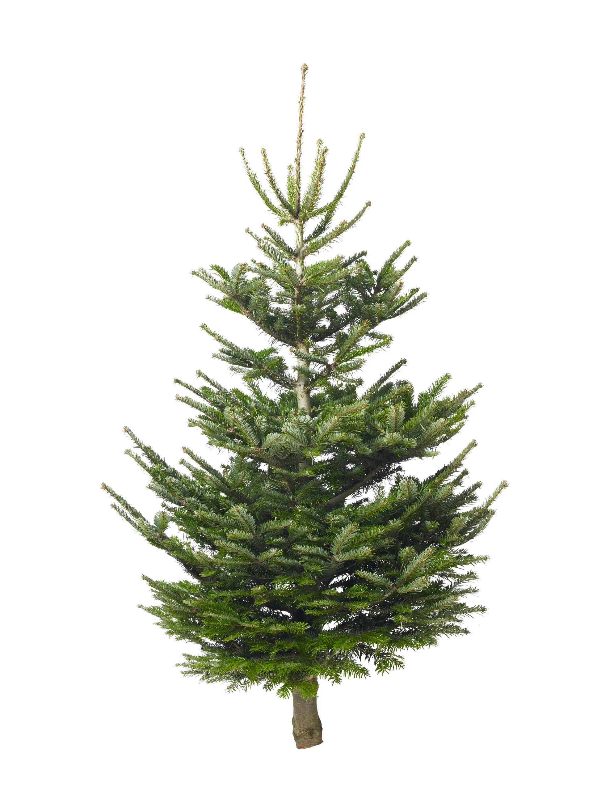 Abies nordmanniana Edelgran 110-150cm Høyde 110-150 cm