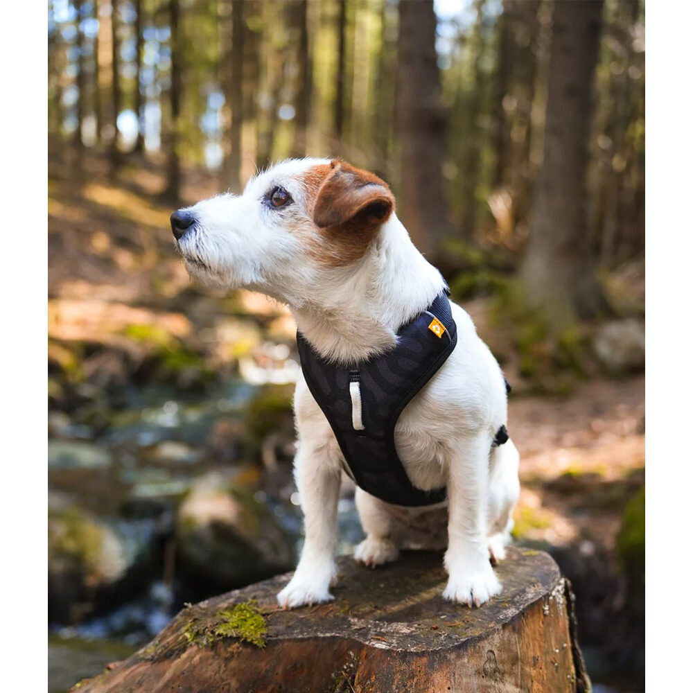 Woolly Wolf Roam Harness