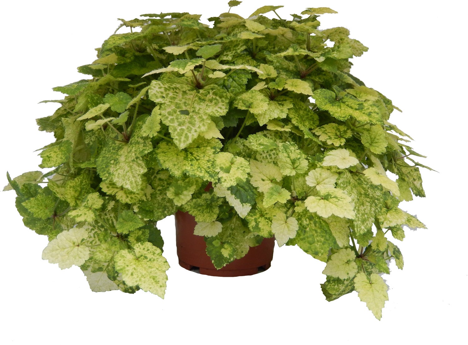 Kindje-op-moeders-schoot (Tolmiea menziesii) D 14 H 35 cm