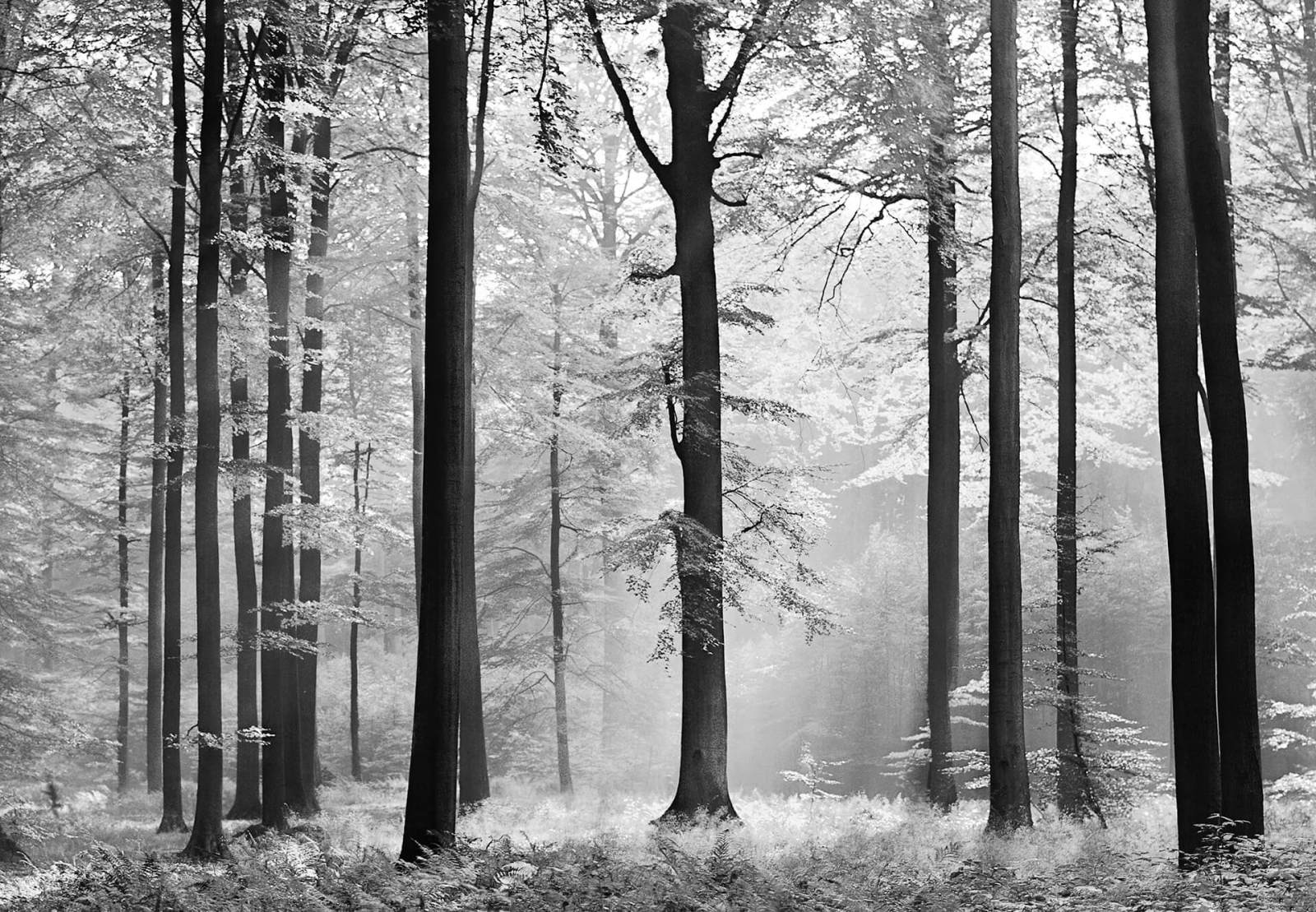 Fototapete DESIGNWALLS 2.0 - schwarz-weiß - Wald - 2,5 Meter