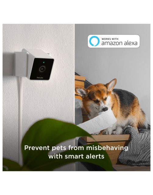 Petcube Pet Camera 1080p Hd Video Night Vision - IP Camera's - Wit