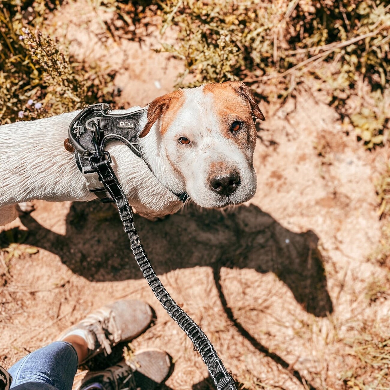 Floxik Ruckdämpfer Hund klein u. groß | stark | Elastische, robuste Leinenverlängerung M