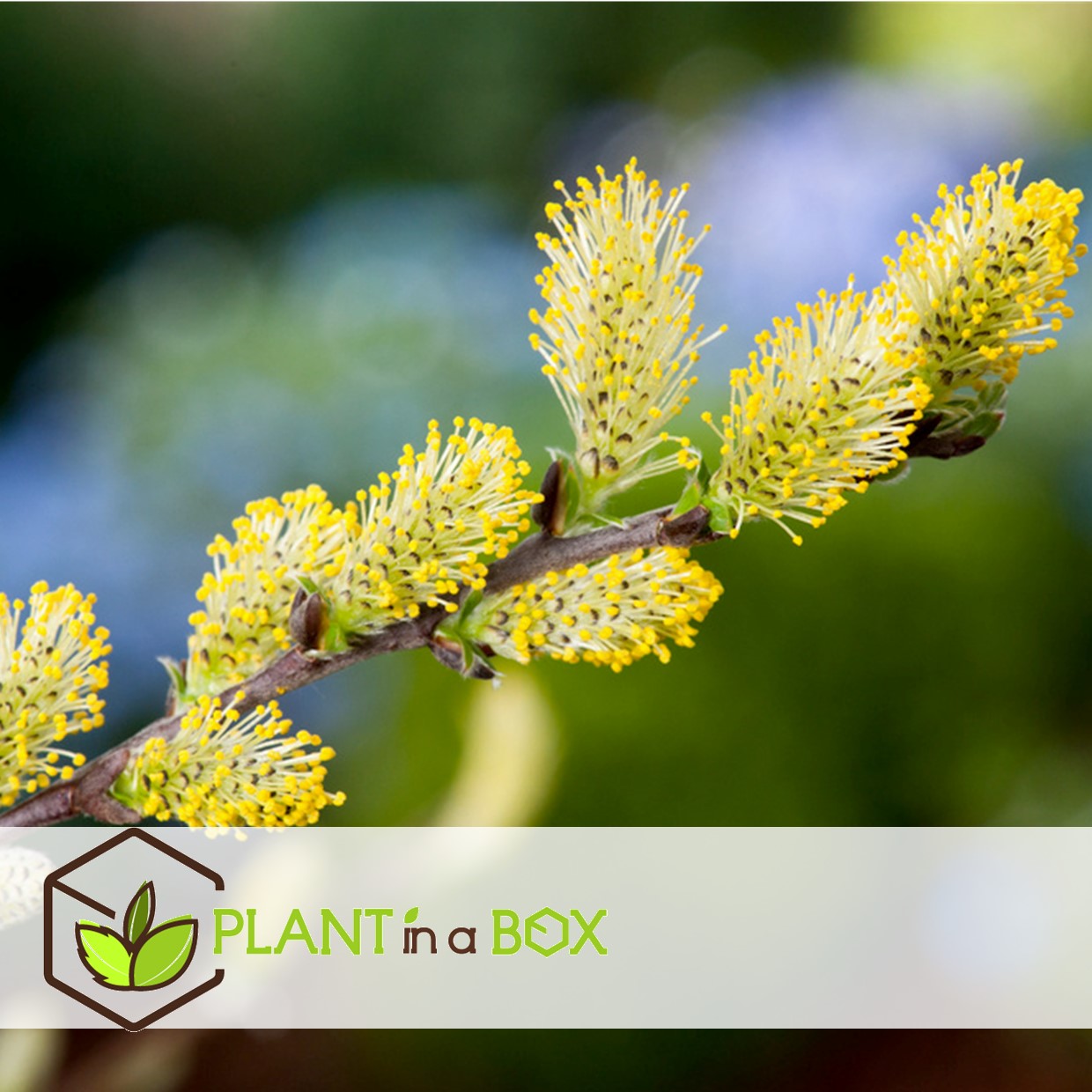 Salix repens 'iona' - saule nain - arbre - ⌀19 cm - hauteur 80-90 cm