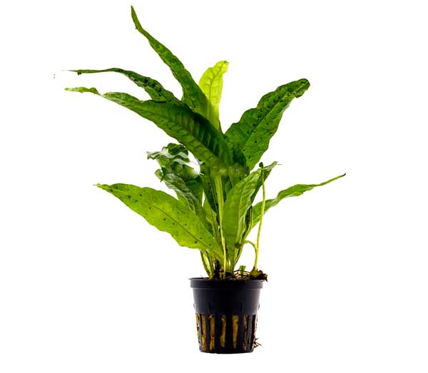Samambaia Microsorum pteropus XL