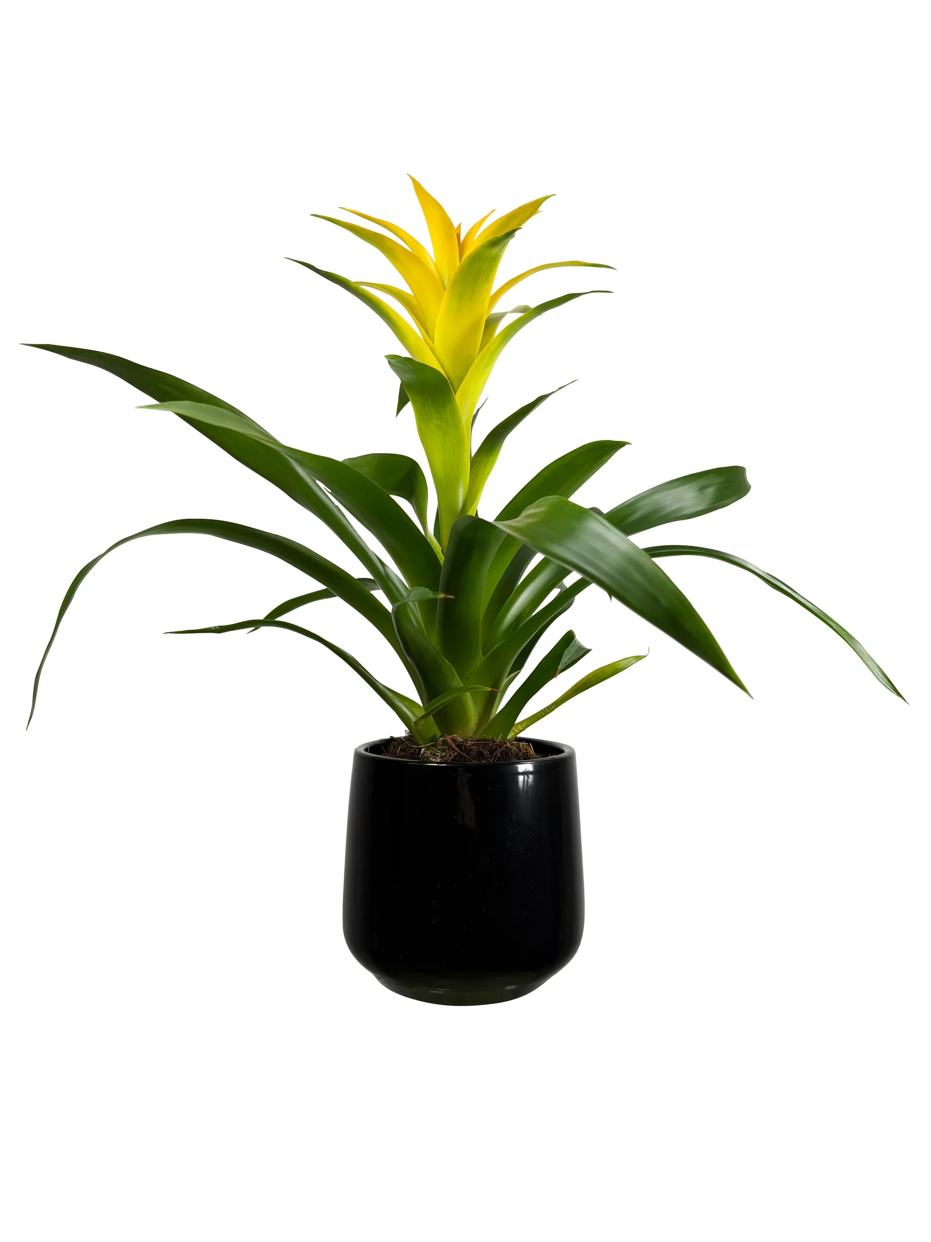 Guzmania mix 12 cm Guzmania mix Høyde 40 cm
