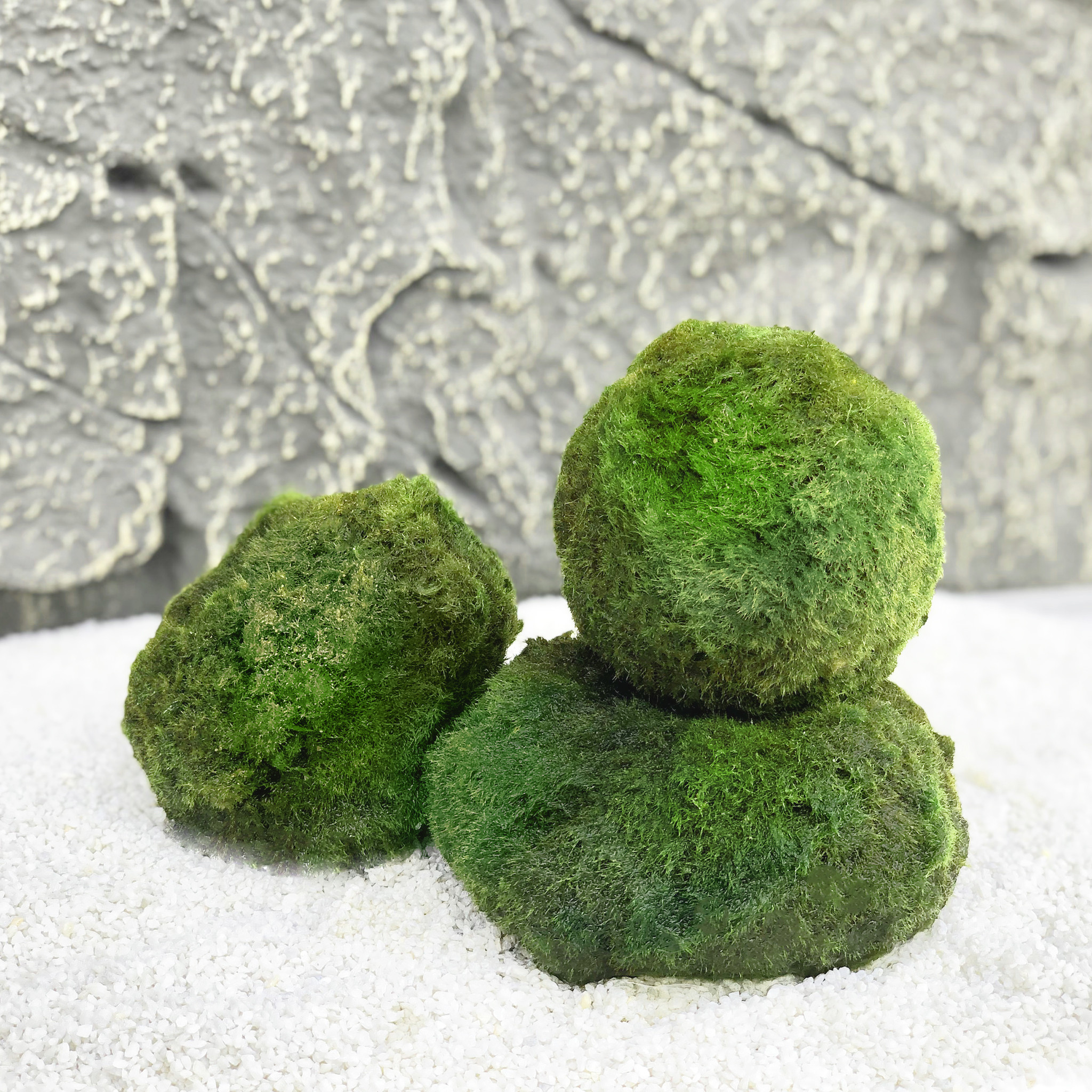 Waterplant Mosbol Chladoflora XXL 7-9cm 5x