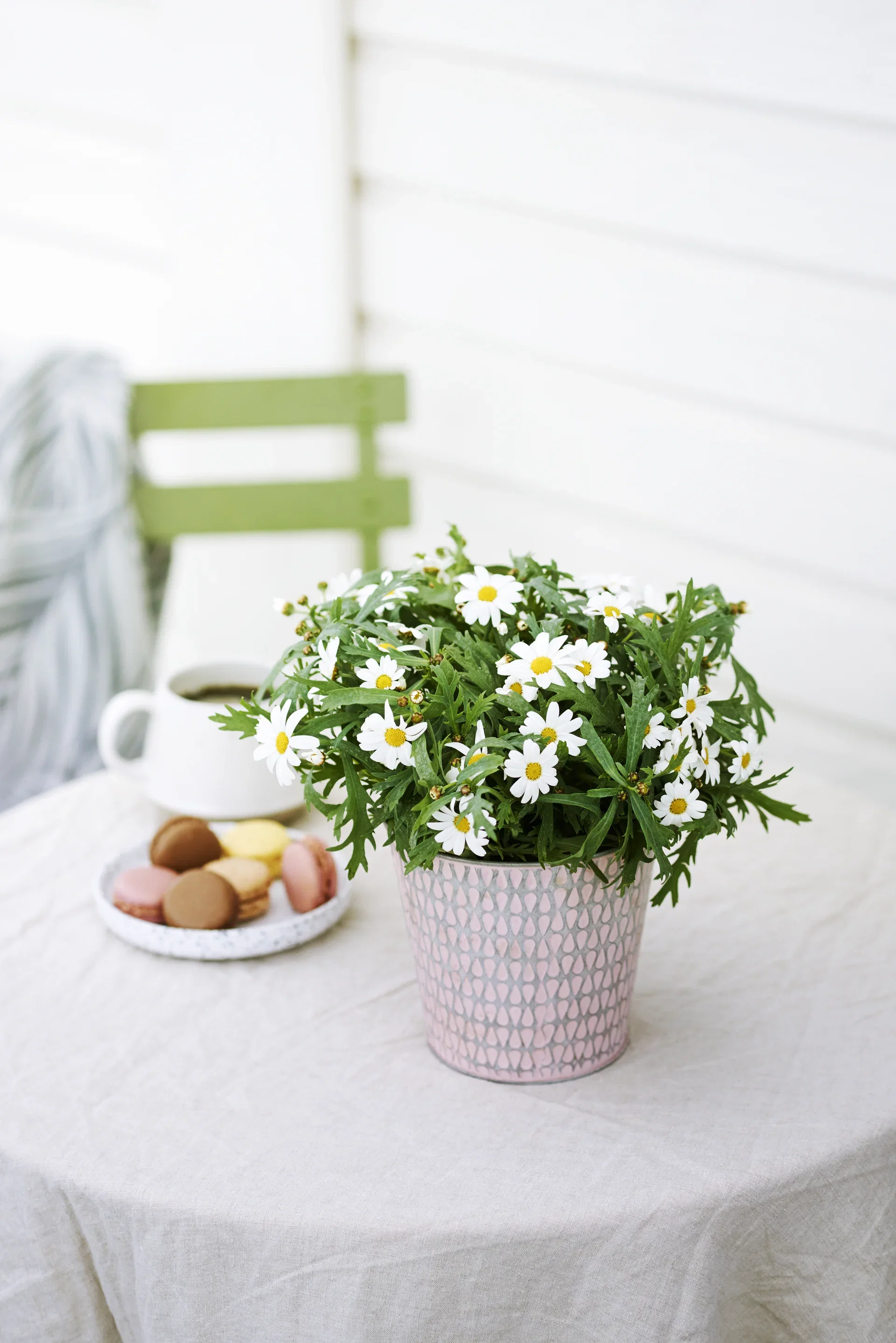 Argyranthemum White 10,5 cm Margeritt Dana Ø10,5 cm
