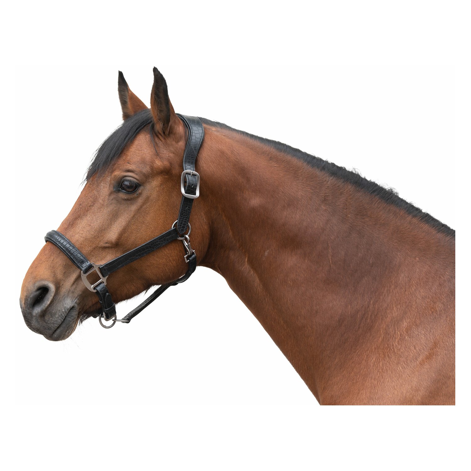 Cheval de Luxe Lederhalfter Limoges  - black