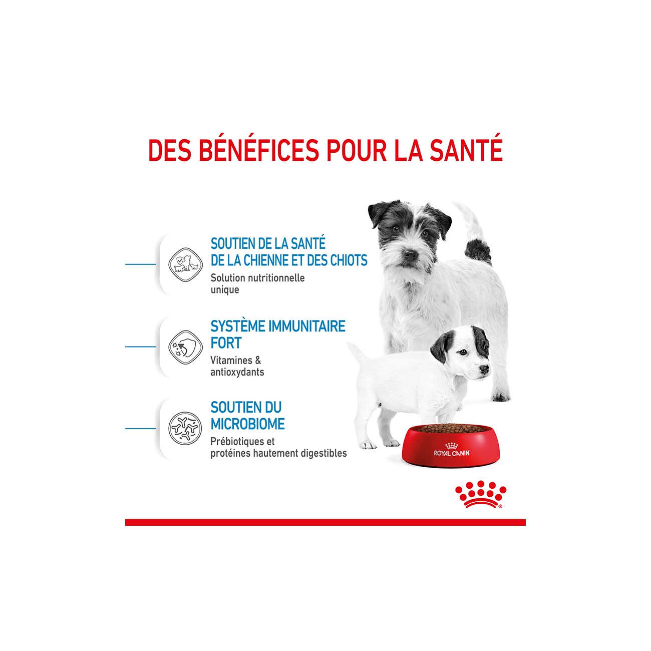 ROYAL CANIN Mini Starter 4 kg