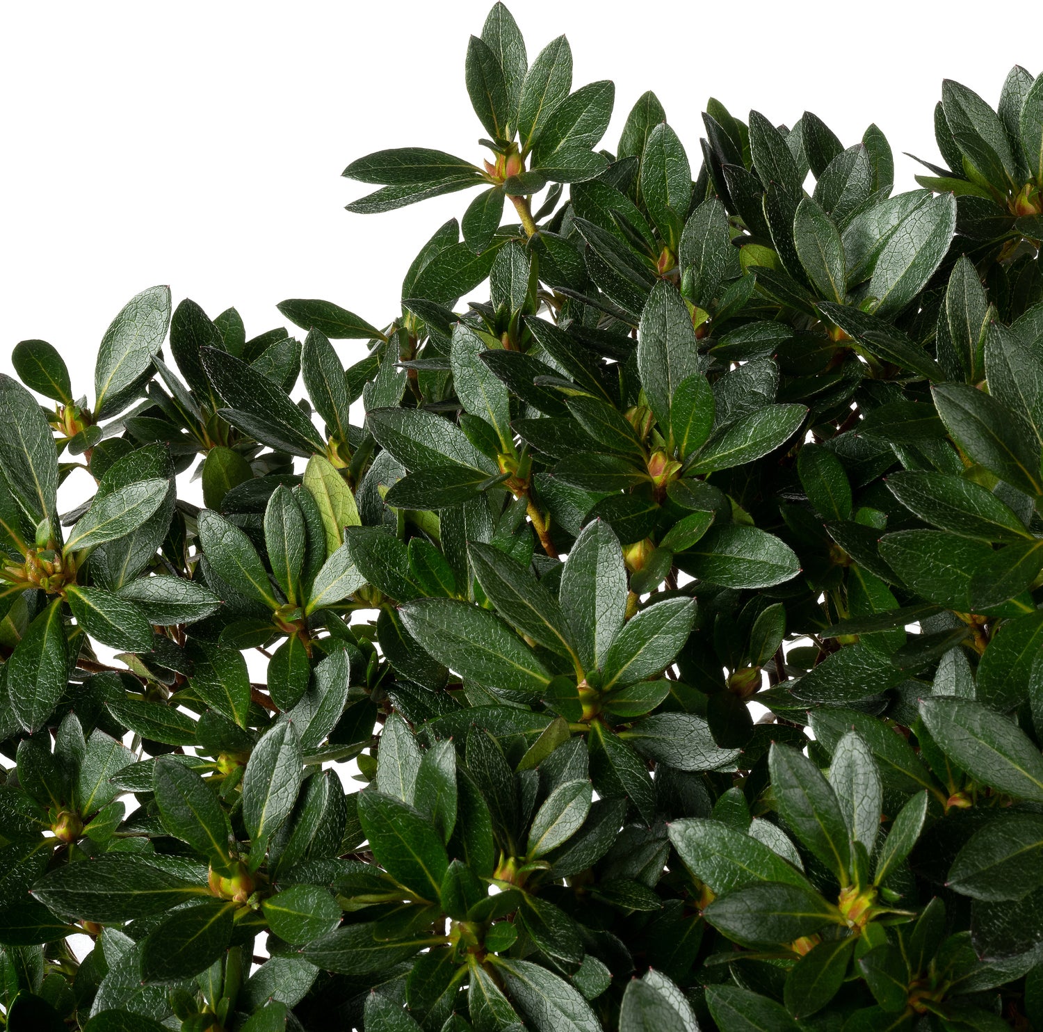 Japanse Azalea (Rhododendron japonica 'Evergreen') rood D 23 H 40 cm