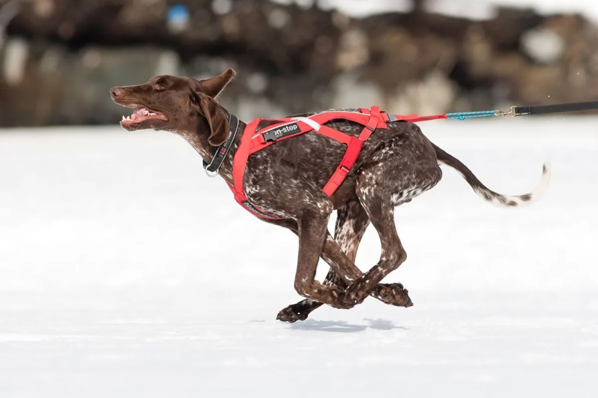 Non-stop Dogwear Combined Harness Red
