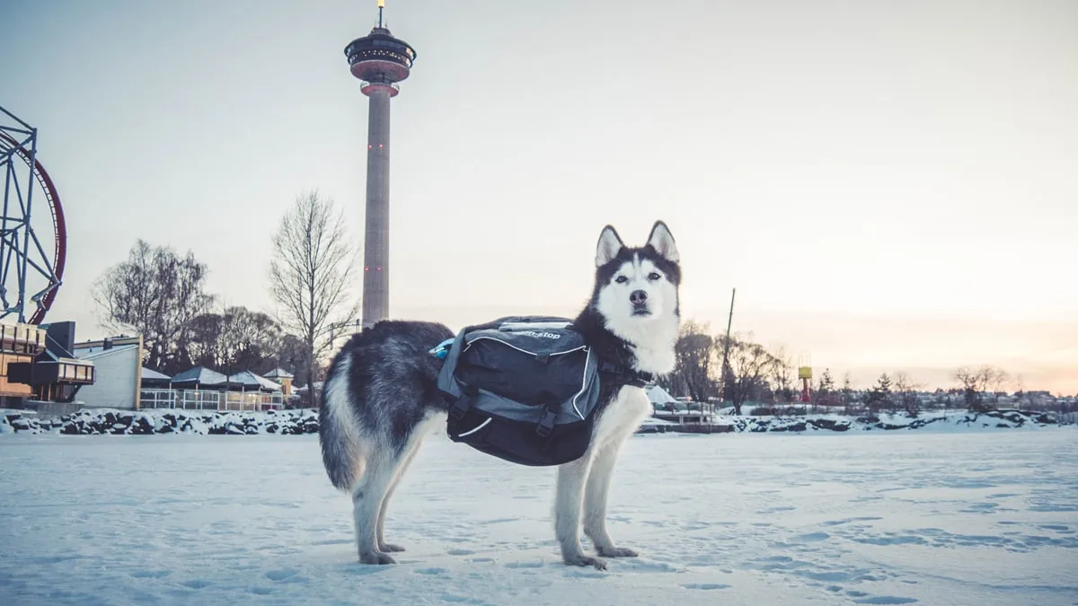 Non-stop Dogwear Amundsen Gray/Black