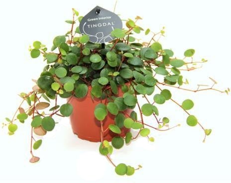 Peperomia (Peperomia 'Pepperspot') D 11 H 25 cm