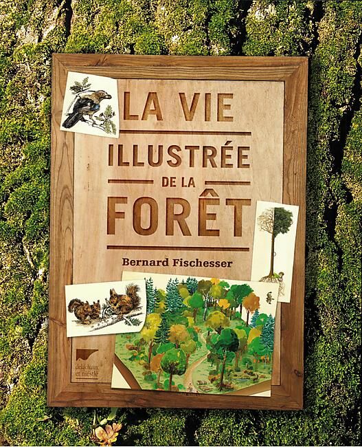 DELACHAUX  NIESTLE - LA VIE ILLUSTREE DE LA FORET