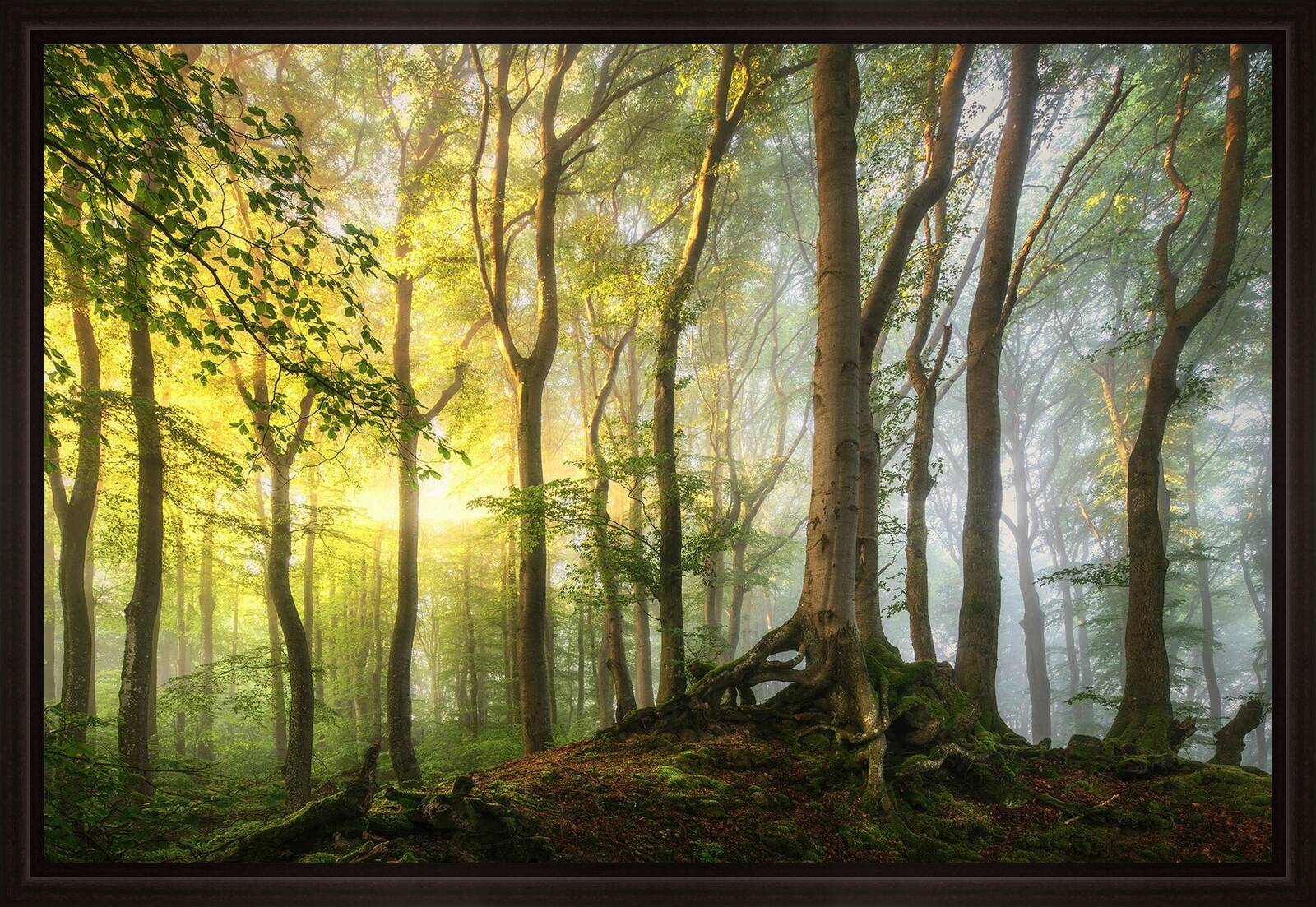 Forest Light by Kilian Schönberger - Limited Edition. Edition of: 150. Signed.